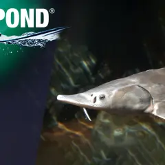 Un esturgeon au museau pointu, avec ses barbillons caractéristiques, explore le fond. Il cherche peut-être ce que mange l'esturgeon.