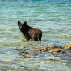 Svart hund i grunt, klart vatten. Kanske en vattensvans behandling för en hund som älskar att bada.