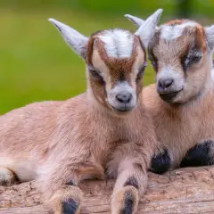 Zwei niedliche Zwergziegen-Babys kuscheln auf einem Baumstamm. Sie sind ein süßes Haustier-Duo, das die Sonne genießt.