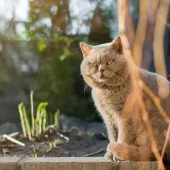 A fluffy tom cat with impressive cheeks sits outdoors, looking regal.