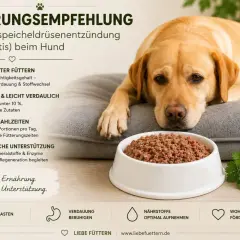 Ein Labrador liegt neben einem Napf mit Futter. Die Grafik gibt Fütterungsempfehlungen bei Pankreatitis beim Hund, was die Lebenserwartung positiv beeinflusst.