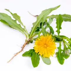 Un fiore di tarassaco giallo brillante con foglie dentellate e la sua radice fibrosa su sfondo bianco.