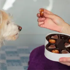Mon chien a mangé du chocolat. Symptôme : il regarde fixement une boîte de chocolats en forme de cœur, une main lui en tend un.