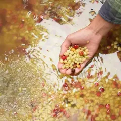 Hand schöpft hellgrüne Kaffeebohnen aus einem Becken mit Wasser und roten Kaffeekirschen. Der Prozess des fermentierten Kaffees beginnt.