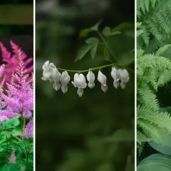 Rosa astilbe, vita löjtnantshjärtan och gröna ormbunkar skapar en vacker miljö för perenner i skugga.
