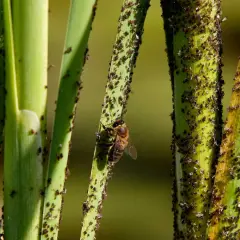 Une abeille butine sur une tige verte envahie par des pucerons. Une question se pose : comment se débarrasser des pucerons ?