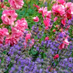 Ein duftendes rosenbeet mit lavendel. Zarte rosa Rosenblüten und violette Lavendelähren bilden ein harmonisches Farbspiel im Garten.