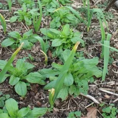Jeunes pousses d'ail dans un sol riche, prêtes à pousser. Le **planter ail** est une étape clé pour une récolte savoureuse.