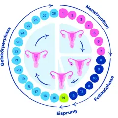 Der Zyklus der Frau: Menstruation, Follikelphase, Eisprung und Gelbkörperphase. Ein Kreislauf, der die Periode erklärt.