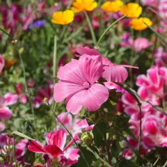 Eine bunte Blumenwiese, die zum Anlegen einlädt. Rosa und gelbe Blüten leuchten im satten Grün.