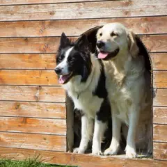 Czy golden retriever może mieszkać w budzie? Oto co musisz wiedzieć