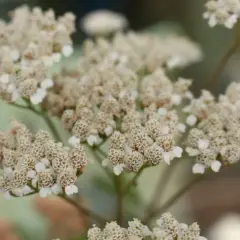 Nahaufnahme von Schafgarbe-Blüten. Der ideale schafgarbe standort ist sonnig und trocken.