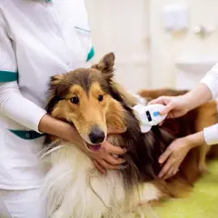 Po co chip dla psa? Kluczowe korzyści dla bezpieczeństwa pupila