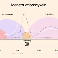 Graf över menscykeln visar faser: follikulärfas, ägglossning och lutealfas, med hormonnivåer.