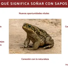 Un sapo en la arena, símbolo de nuevas oportunidades y de cómo soñar con sapos puede indicar procesos de cambio y buena fortuna.