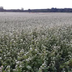 Ogromne pole kwitnącej gryki, która wkrótce będzie gotowa do zbioru. Jej cena zależy od wielu czynników.