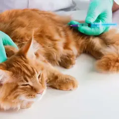 Un vétérinaire administre une injection à un chat roux. La question "combien de temps peut vivre un chat avec une tumeur" préoccupe les propriétaires.