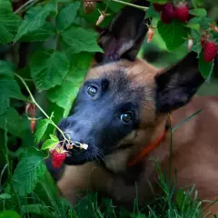 Szczeniak malinois próbuje maliny prosto z krzaka. Czy pies może maliny? Ten maluch chyba tak!