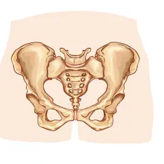 Anatomical illustration of a female pelvis, showing the bones of the hip and sacrum.