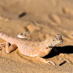 Un lagarto del desierto, camuflado en la arena dorada, se asoma con cautela. Su cola enroscada y escamas detalladas revelan su adaptación al árido entorno.