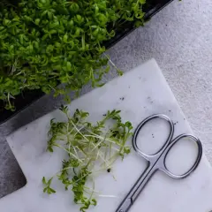 Färska krasseplantor i en svart odlingslåda och en hög på en marmorskiva bredvid en sax. Enkel guide till hur odlar man krasse.