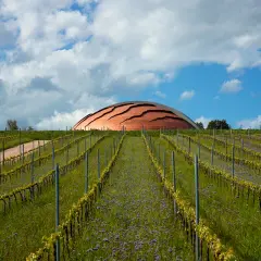 Vigneti in pendenza sotto un cielo nuvoloso, con un edificio a forma di cupola che ricorda il carapace di un animale e un obelisco rosso.