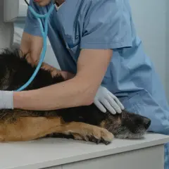 Weterynarz w niebieskim fartuchu i rękawiczkach bada psa stetoskopem.