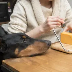 ¿Es malo el queso para los perros? Riesgos y alternativas saludables