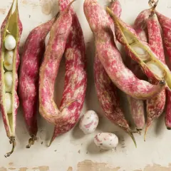 Fagioli borlotti freschi, alcuni ancora nel baccello, pronti per la cottura. Il loro colore screziato promette un sapore ricco.