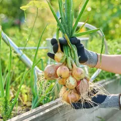 Ręce w rękawiczkach trzymają pęczek świeżo wykopanej cebuli. W tle widać konewkę i zielone warzywa, sugerując, co sadzić obok cebuli.