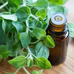 Świeże oregano obok buteleczki z olejkiem. Dowiedz się, jak stosować olej z oregano dla zdrowia.