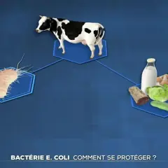 Une vache, une bactérie E. coli et des aliments. Comment se débarrasser de l'e coli ?