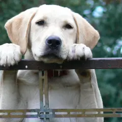 Jaka karma dla szczeniaka labradora? Poradnik eksperta!