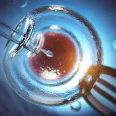 Mikroskopijne ujęcie zapłodnienia in vitro: plemnik wstrzykiwany do komórki jajowej.