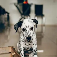 Un cachorro dálmata con mirada triste, quizás sufriendo de ansiedad por separación en perros.