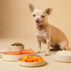 Chihuahua sonriente junto a ingredientes para comida casera: salmón, pollo, calabaza, arroz y croquetas.