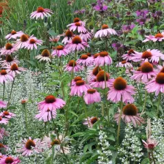 Ein sonnenhut standort mit vielen rosa Blüten und braunen Zentren, umgeben von kleinen weißen Blüten und lila Blüten im Hintergrund.