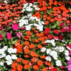 Bunte Blütenpracht, ein Meer aus leuchtenden Farben. Ein edellieschen grab, das in voller Blüte steht und die Sonne genießt.