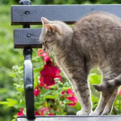 ¿A mi gato se le nota la columna? Causas y señales de alerta