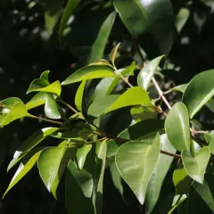 Arbusto siempre verde: características y beneficios para tu jardín