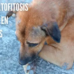 Perro con lesiones cutáneas visibles, indicativas de tiña en perros.