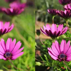 Dwa ujęcia kwiatów osteospermum. Po lewej stronie subtelna głębia ostrości, po prawej wyraźniejsze detale.