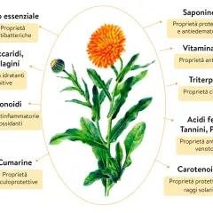 Fiore di calendula con frecce che indicano le sue proprietà: antibatteriche, idratanti, antinfiammatorie, protettive, antiossidanti, cicatrizzanti, venotoniche e solari.