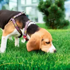 Pies beagle w szelkach Wonder Woman wącha trawę. Czy to koprofilia, co to znaczy? Pies bada otoczenie.