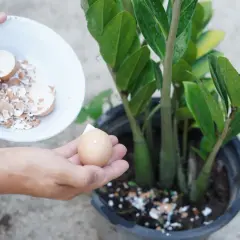 Skorupki jajek jako naturalny nawóz dla roślin. Ręka trzyma skorupki jajek nad doniczką z zieloną rośliną.