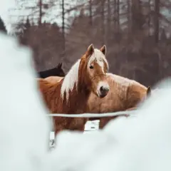 Brązowy koń z białą grzywą na zimowym stanowisku dla konia, w tle inne konie i las.
