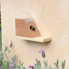Fleißige erdhummeln im garten finden ein neues Zuhause in einem hölzernen Insektenhotel, umgeben von duftendem Lavendel.