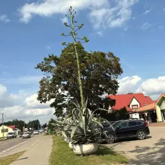 Ogromny agawa kwiat wyrasta ponad drzewa, obok drogi i samochodów.
