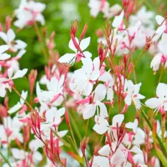 Fleurs de gaura blanches et roses, délicates et aériennes, dans un jardin verdoyant.