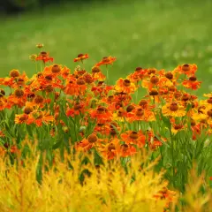 W sierpniu kwitnie mnóstwo pomarańczowych rudbekii, tworząc barwny dywan na tle zielonej trawy.